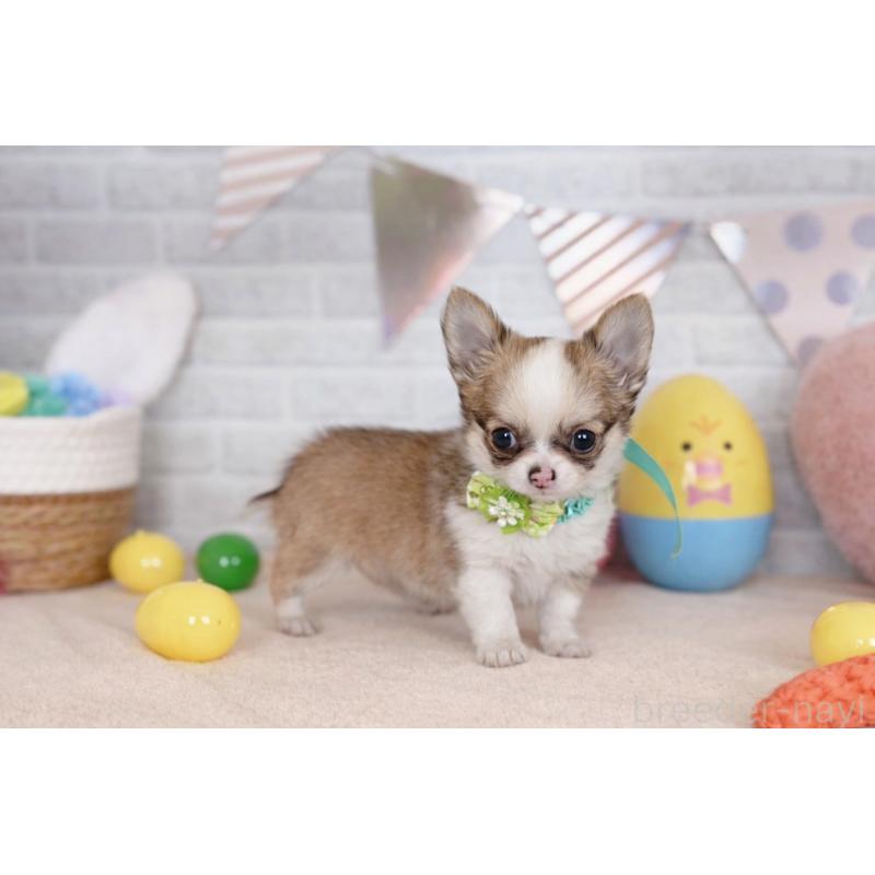 販売中の北海道のチワワ(ロングコート)-454093の3枚目