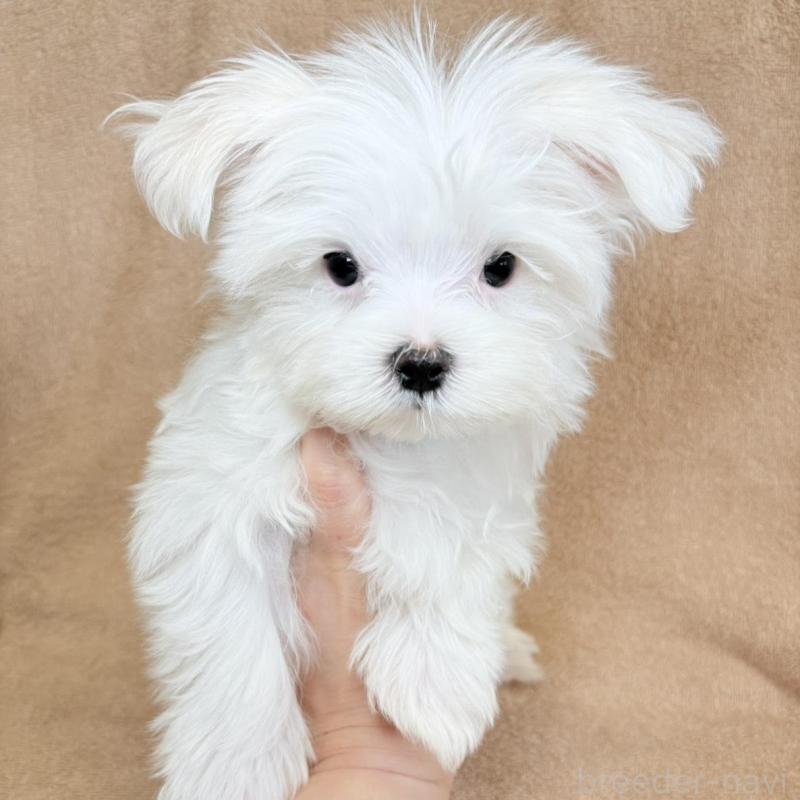 販売中の東京都のマルチーズ-450128