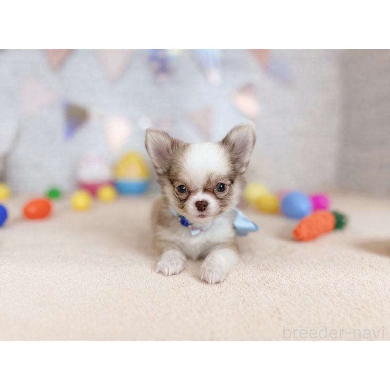 販売中の北海道のチワワ(ロングコート)-454095の4枚目