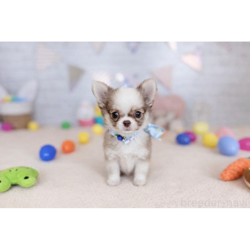 販売中の北海道のチワワ(ロングコート)-454095の5枚目