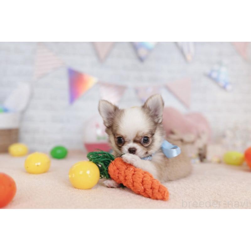 販売中の北海道のチワワ(ロングコート)-454095の3枚目