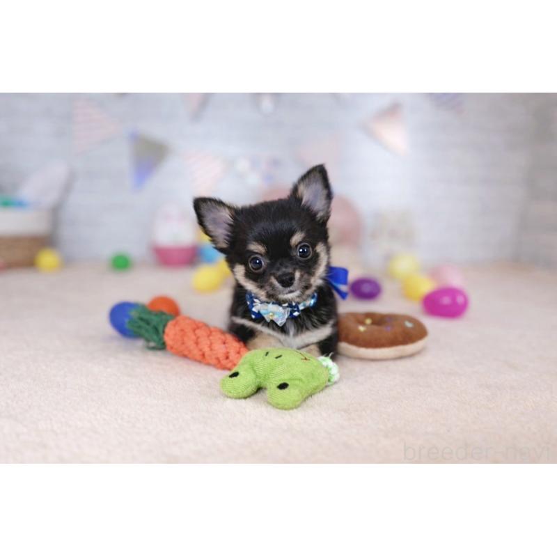 販売中の北海道のチワワ(ロングコート)-454096の4枚目