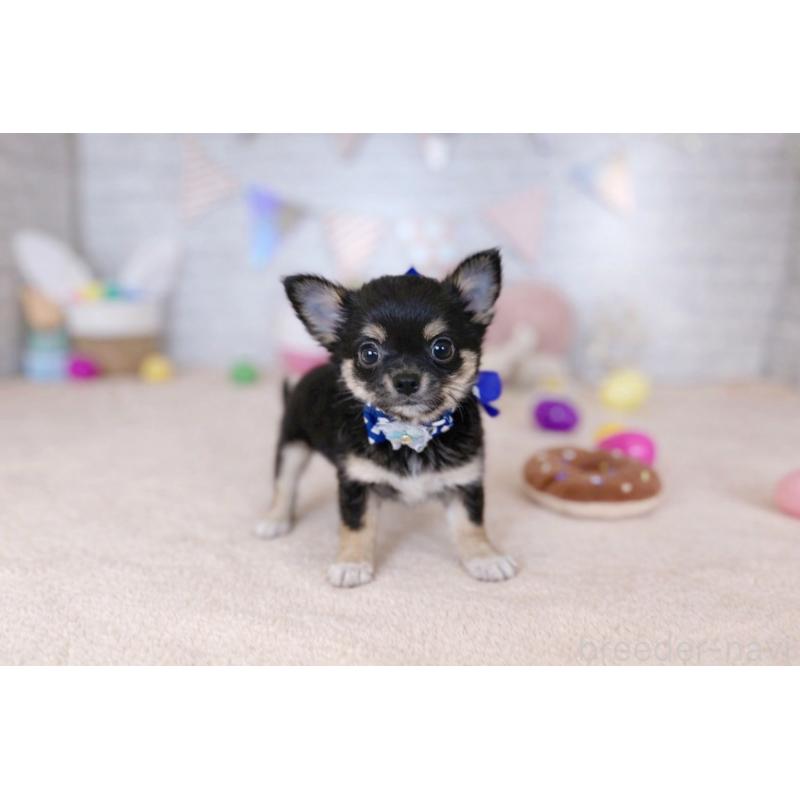 販売中の北海道のチワワ(ロングコート)-454096の3枚目