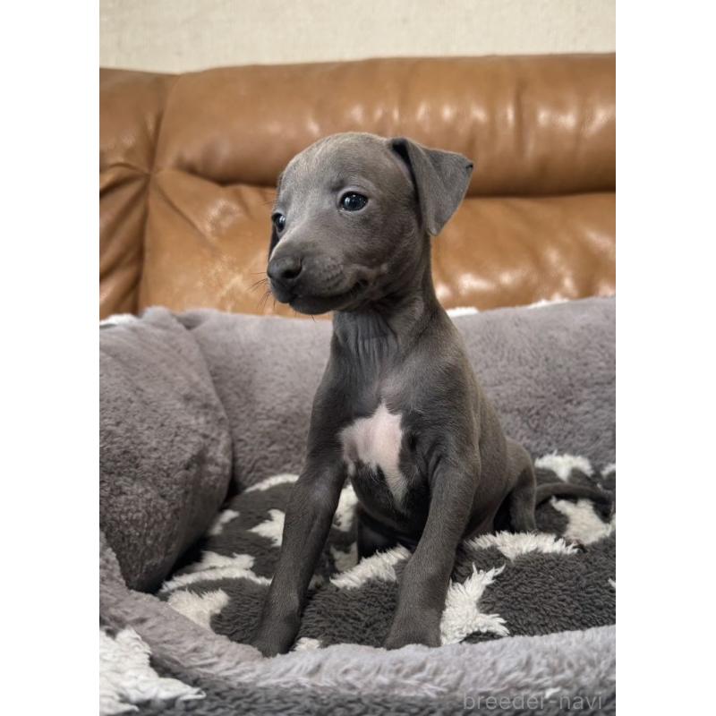 販売中の山梨県のイタリアングレーハウンド(イタグレ)-454098の3枚目