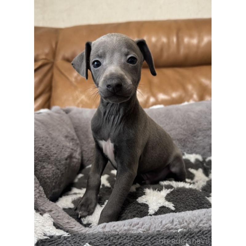 販売中の山梨県のイタリアングレーハウンド(イタグレ)-454098の2枚目