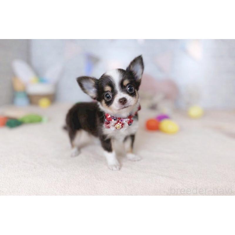 販売中の北海道のチワワ(ロングコート)-454099の5枚目