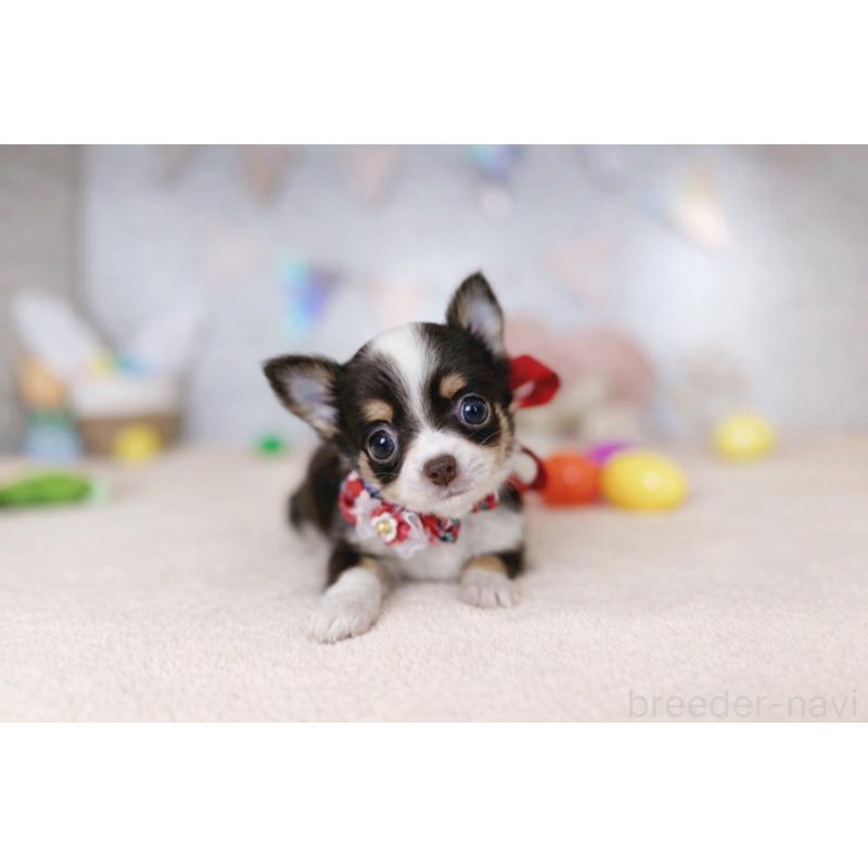 販売中の北海道のチワワ(ロングコート)-454099の3枚目