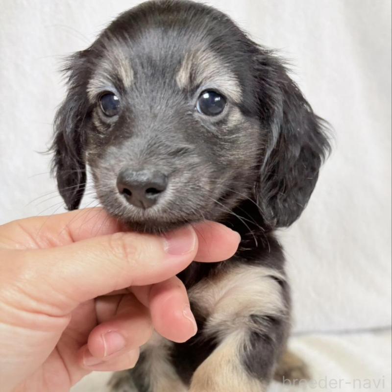 販売中の東京都のミニチュアダックスフンド(ロングヘアード)-450949