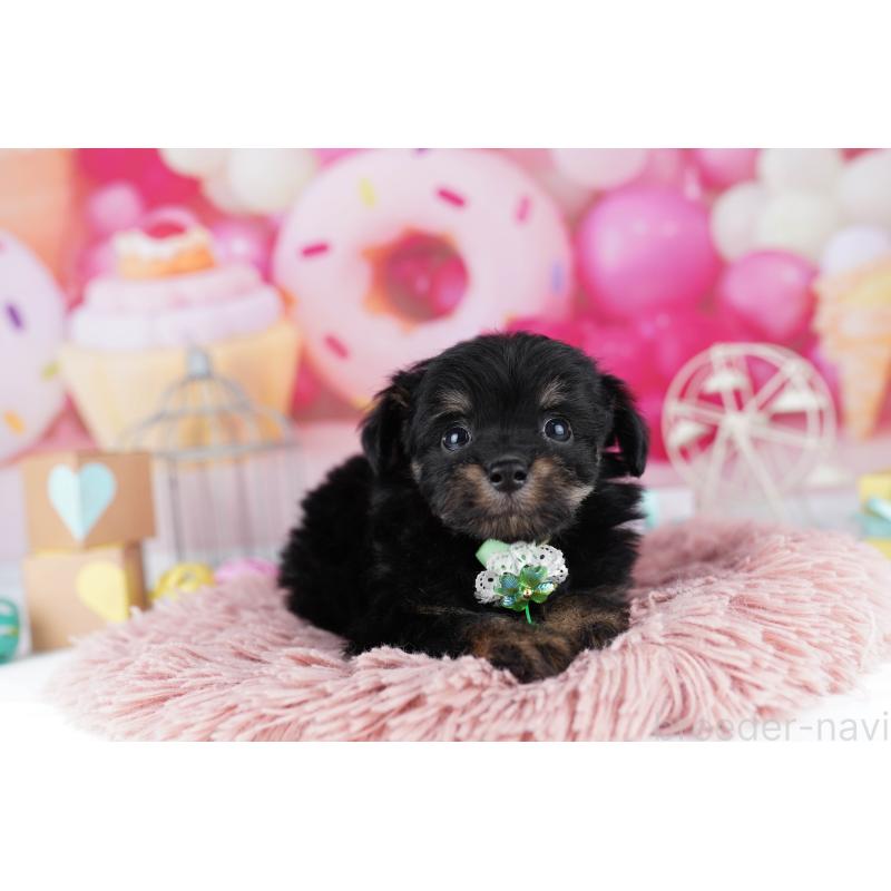 販売中の東京都のチワプー:チワワ×トイプードル-454100の6枚目