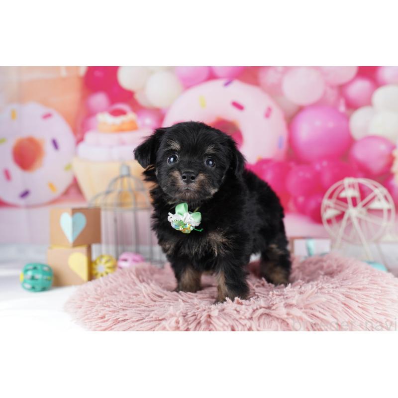 販売中の東京都のチワプー:チワワ×トイプードル-454100の5枚目