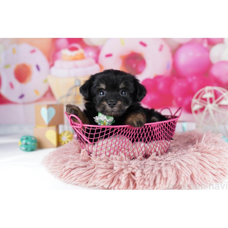 販売中の東京都のチワプー:チワワ×トイプードル-454100の4枚目