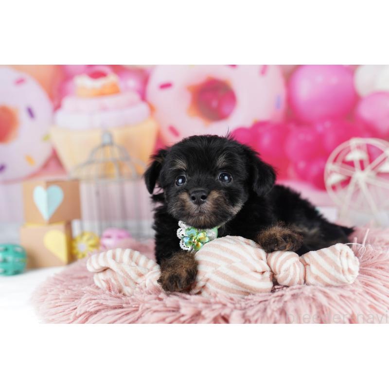 販売中の東京都のチワプー:チワワ×トイプードル-454100の3枚目