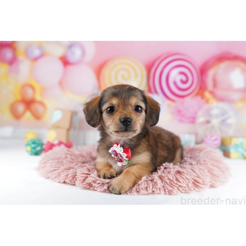 販売中の東京都のチワックス:チワワ×ミニチュアダックスフンド-454105の6枚目