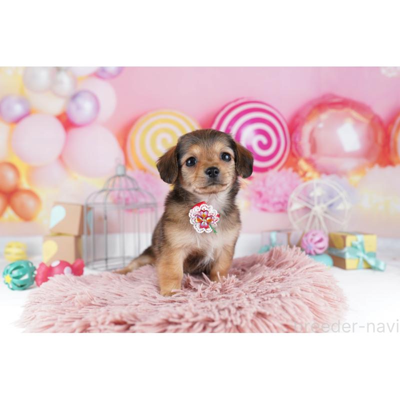 販売中の東京都のチワックス:チワワ×ミニチュアダックスフンド-454105の5枚目