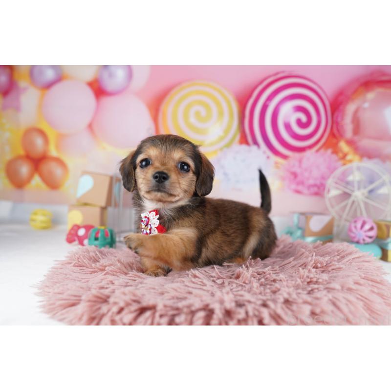 販売中の東京都のチワックス:チワワ×ミニチュアダックスフンド-454105の4枚目