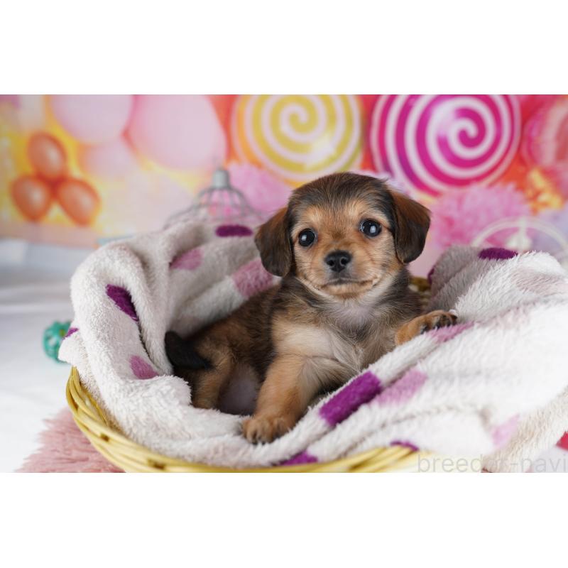 販売中の東京都のチワックス:チワワ×ミニチュアダックスフンド-454105の3枚目