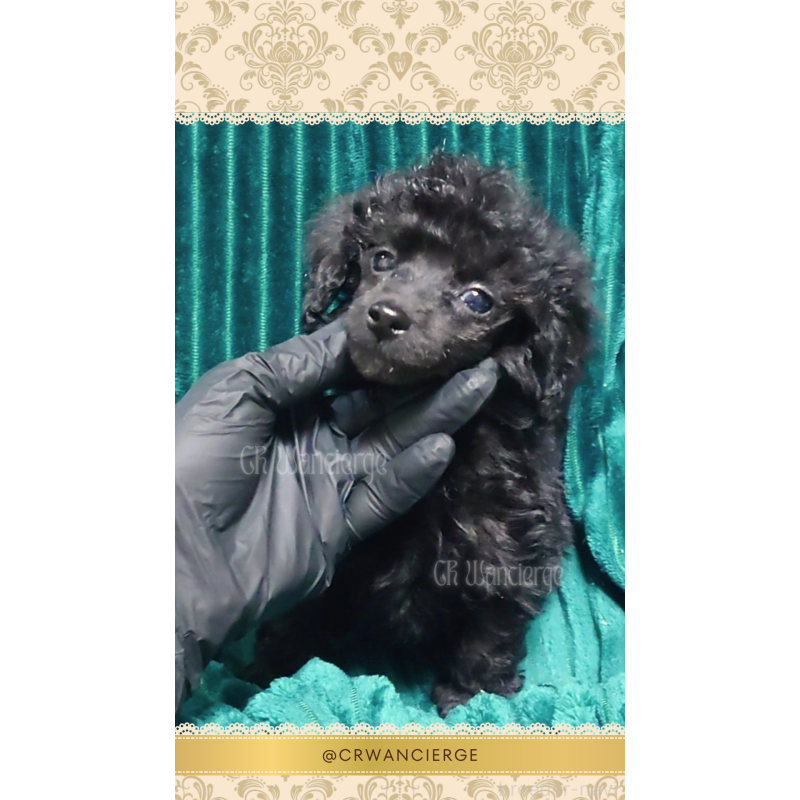 販売中の愛媛県のタイニープードル-454104の4枚目