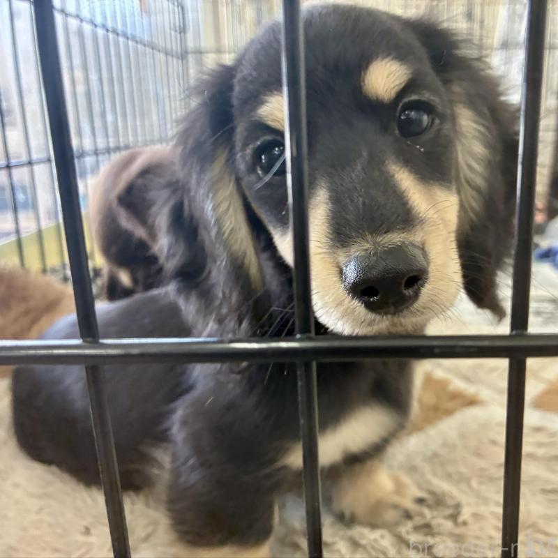 販売中の滋賀県のミニチュアダックスフンド(ロングヘアード)-442490の2枚目