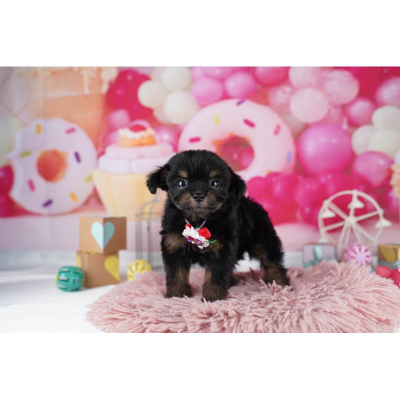 販売中の東京都のチワプー:チワワ×トイプードル-454107の6枚目