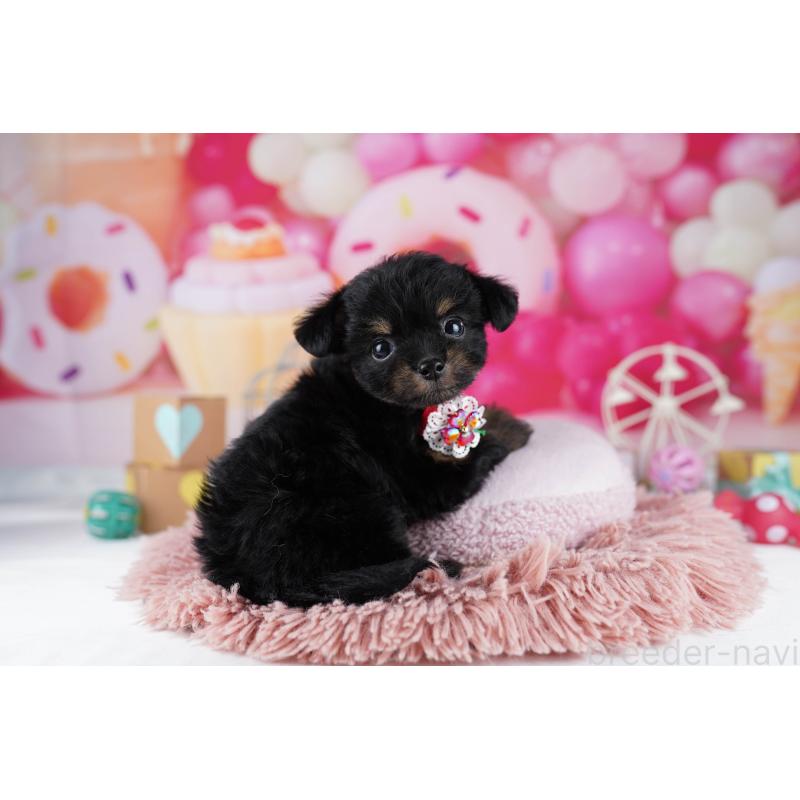 販売中の東京都のチワプー:チワワ×トイプードル-454107の5枚目