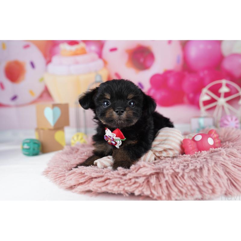 販売中の東京都のチワプー:チワワ×トイプードル-454107の4枚目