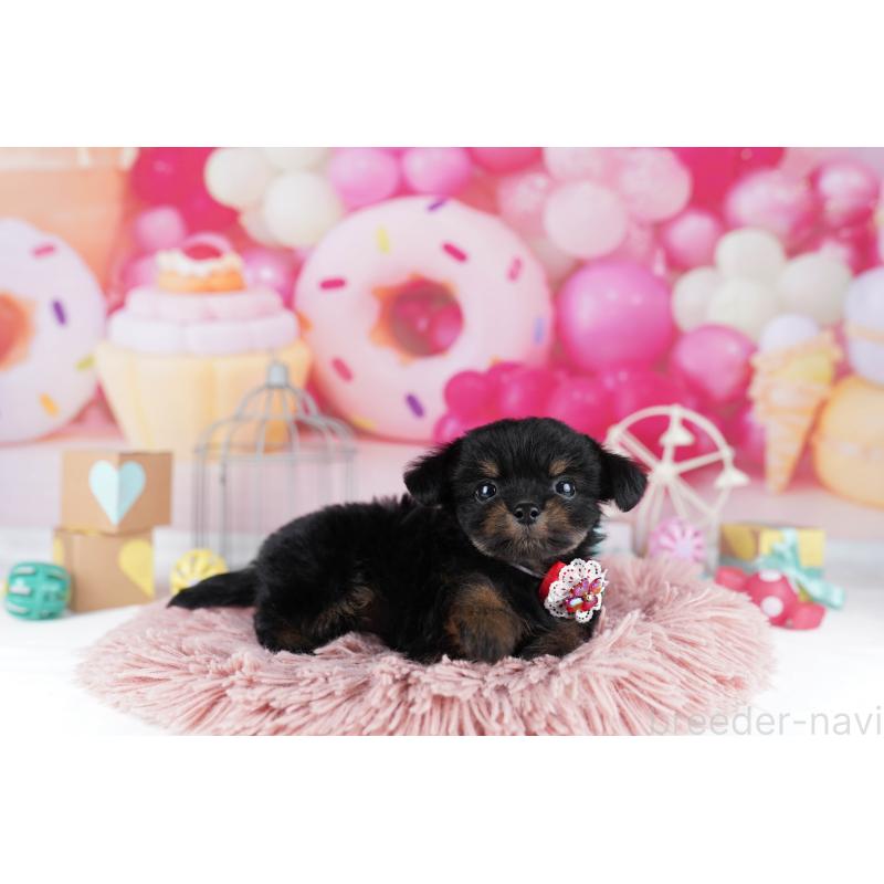 販売中の東京都のチワプー:チワワ×トイプードル-454107の3枚目