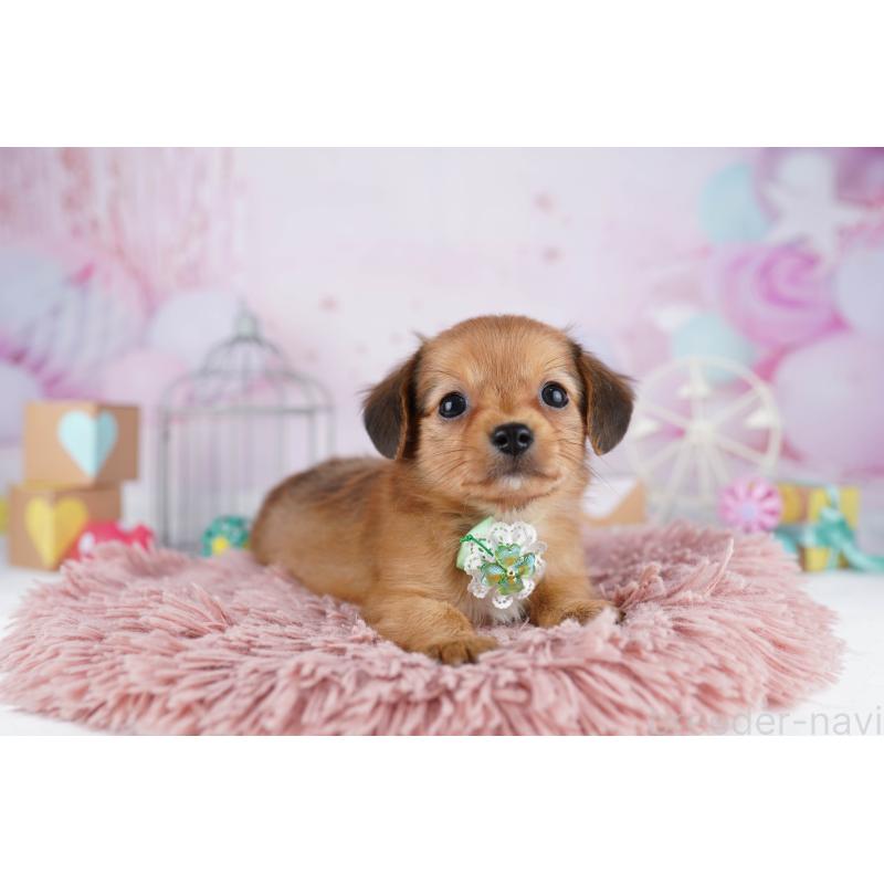 販売中の東京都のチワックス:チワワ×ミニチュアダックスフンド-454108の6枚目