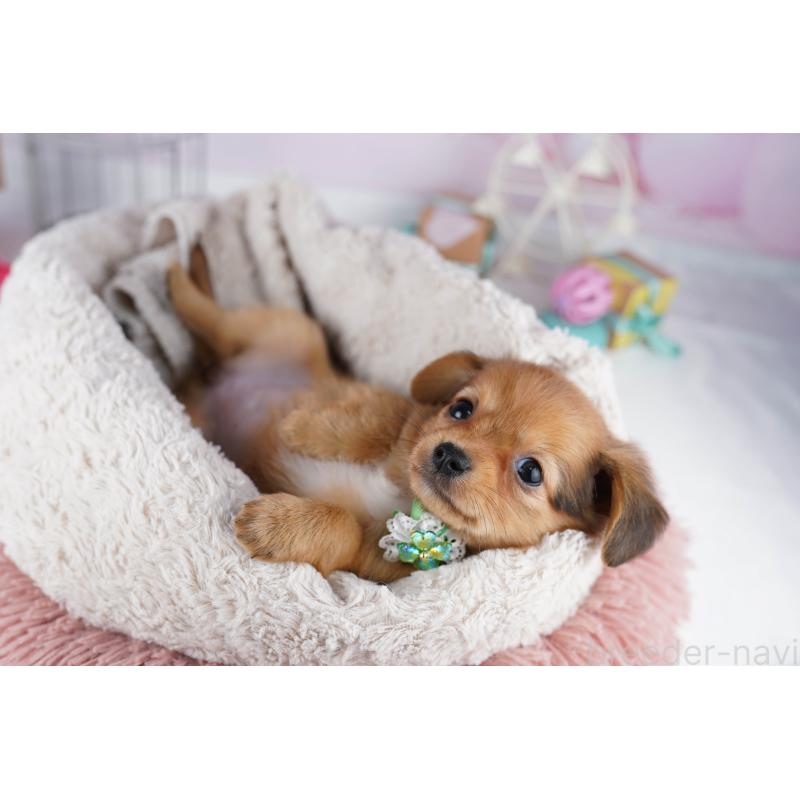 販売中の東京都のチワックス:チワワ×ミニチュアダックスフンド-454108の5枚目