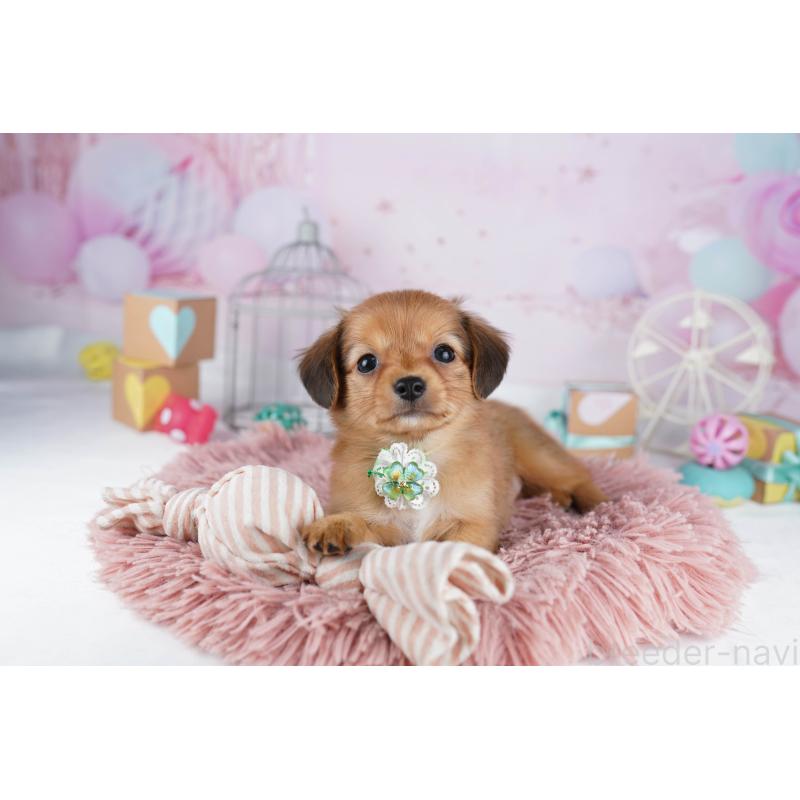 販売中の東京都のチワックス:チワワ×ミニチュアダックスフンド-454108の4枚目