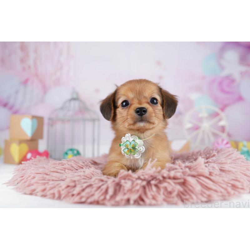 販売中の東京都のチワックス:チワワ×ミニチュアダックスフンド-454108の3枚目