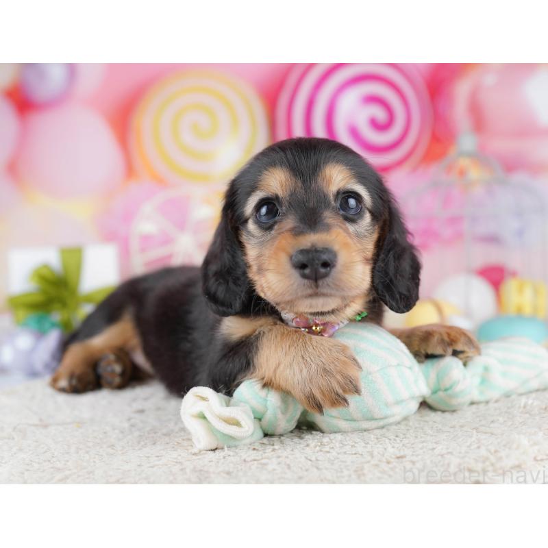 販売中の東京都のミニチュアダックスフンド(ロングヘアード)-454109の6枚目