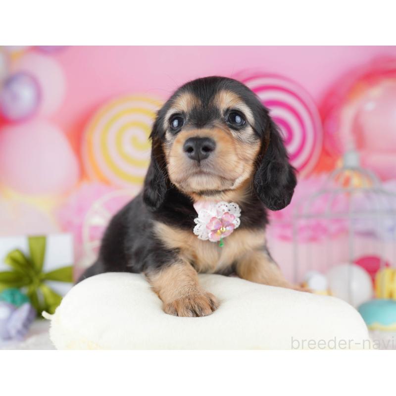 販売中の東京都のミニチュアダックスフンド(ロングヘアード)-454109の4枚目