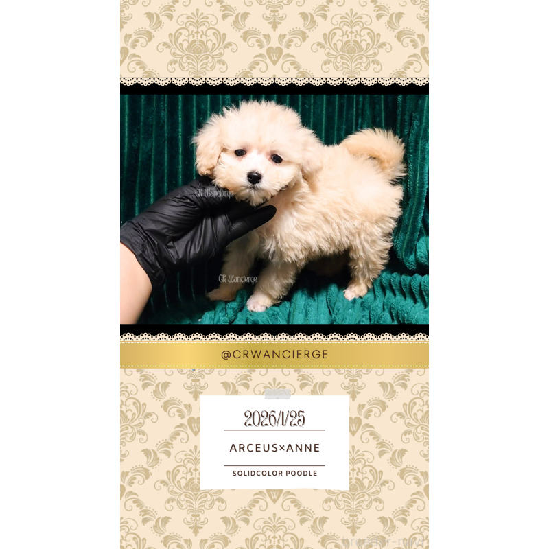 販売中の愛媛県のタイニープードル-454111の3枚目