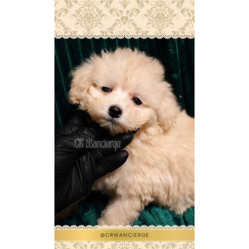 販売中の愛媛県のタイニープードル-454111の2枚目