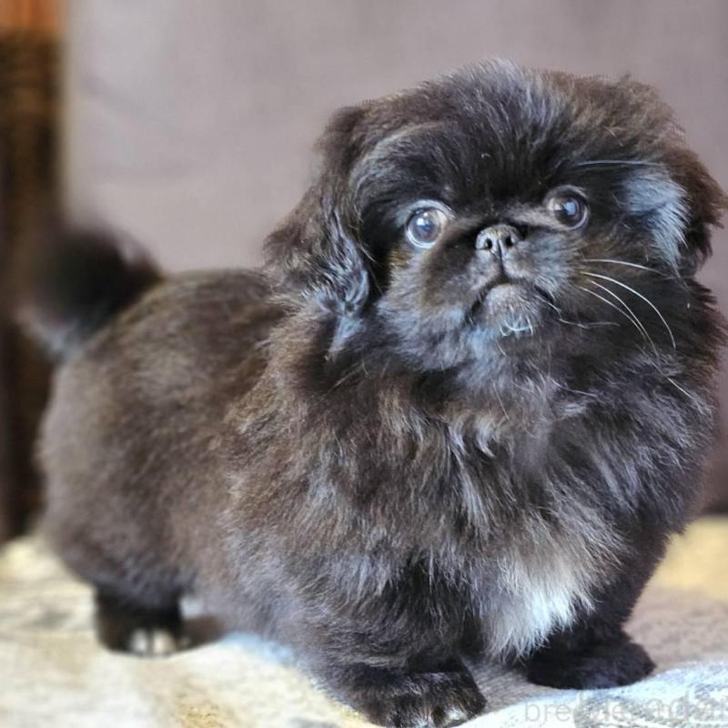 販売中の岐阜県のペキニーズ-454110の5枚目