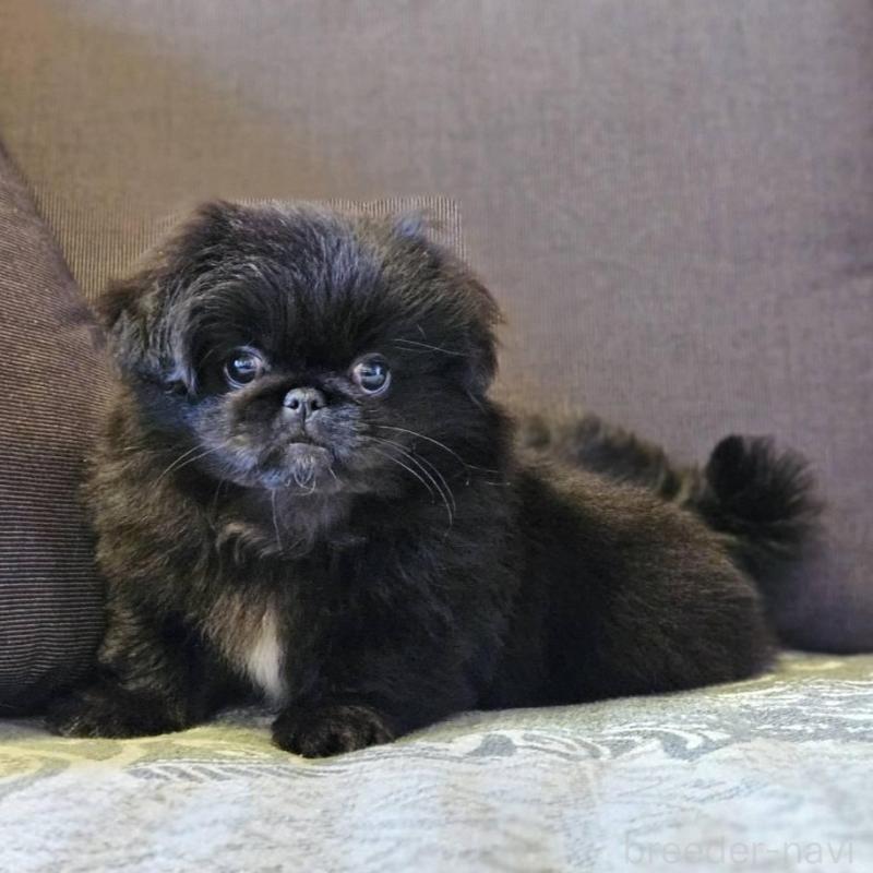 販売中の岐阜県のペキニーズ-454110の4枚目