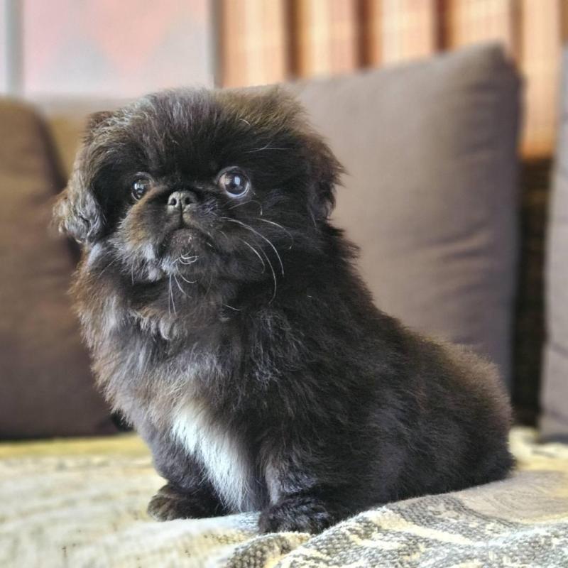 販売中の岐阜県のペキニーズ-454110の3枚目