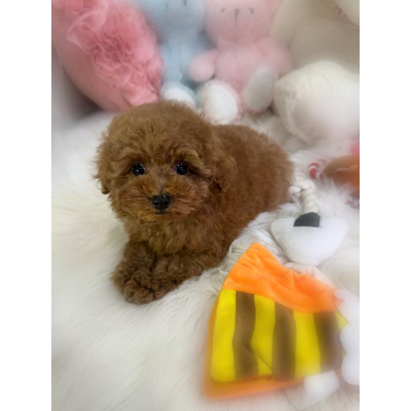 販売中の香川県のトイプードル-446804の8枚目