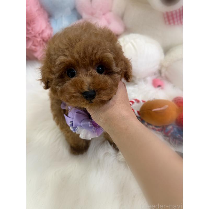 販売中の香川県のトイプードル-446804の7枚目