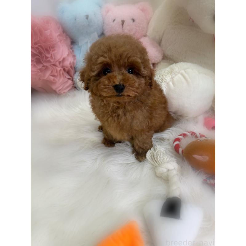 販売中の香川県のトイプードル-446804の6枚目