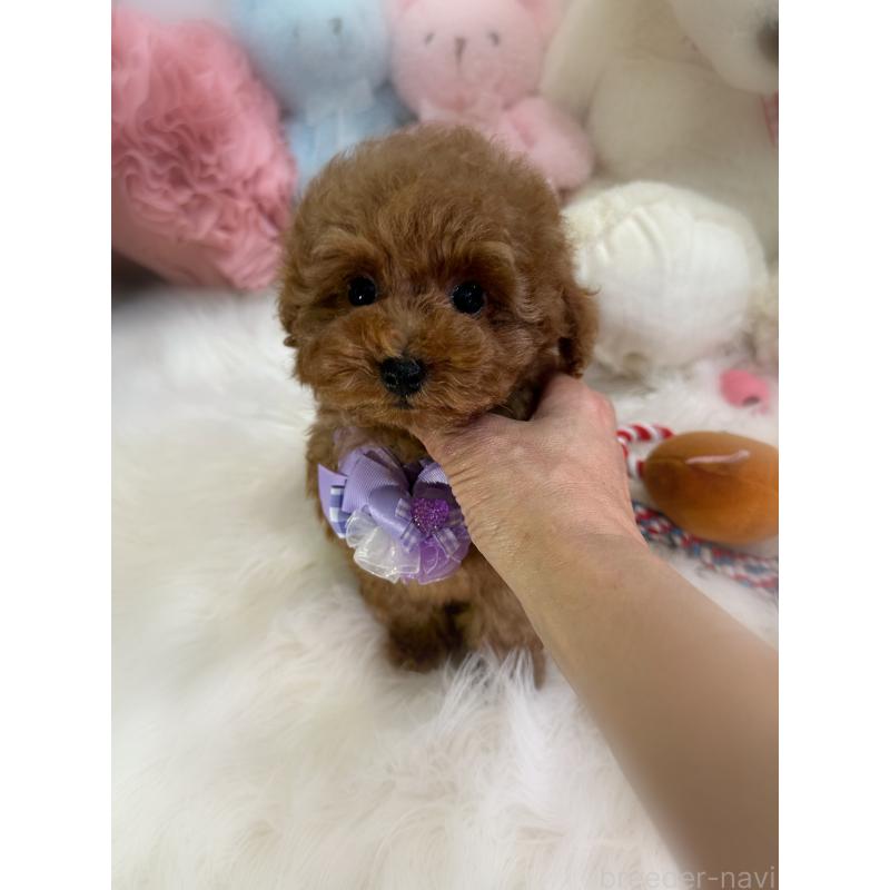 販売中の香川県のトイプードル-446804の5枚目