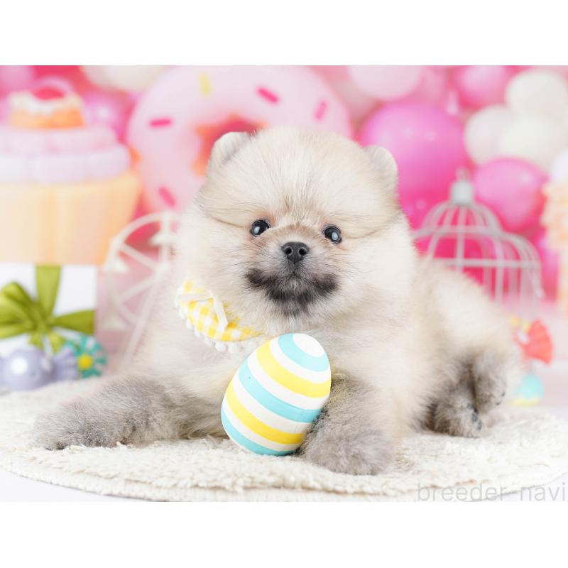 販売中の東京都のポメラニアン-454113の6枚目