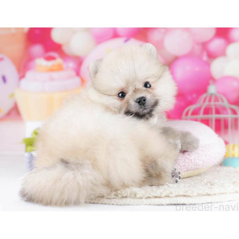 販売中の東京都のポメラニアン-454113の5枚目