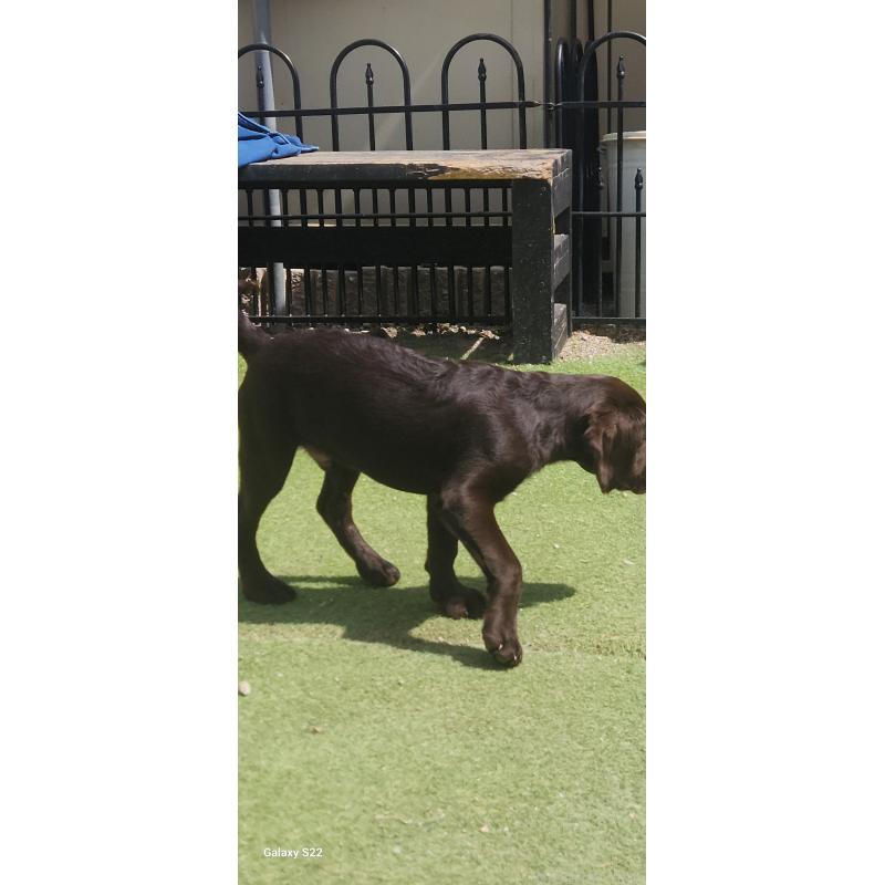 販売中の三重県のミックス犬-434980の2枚目