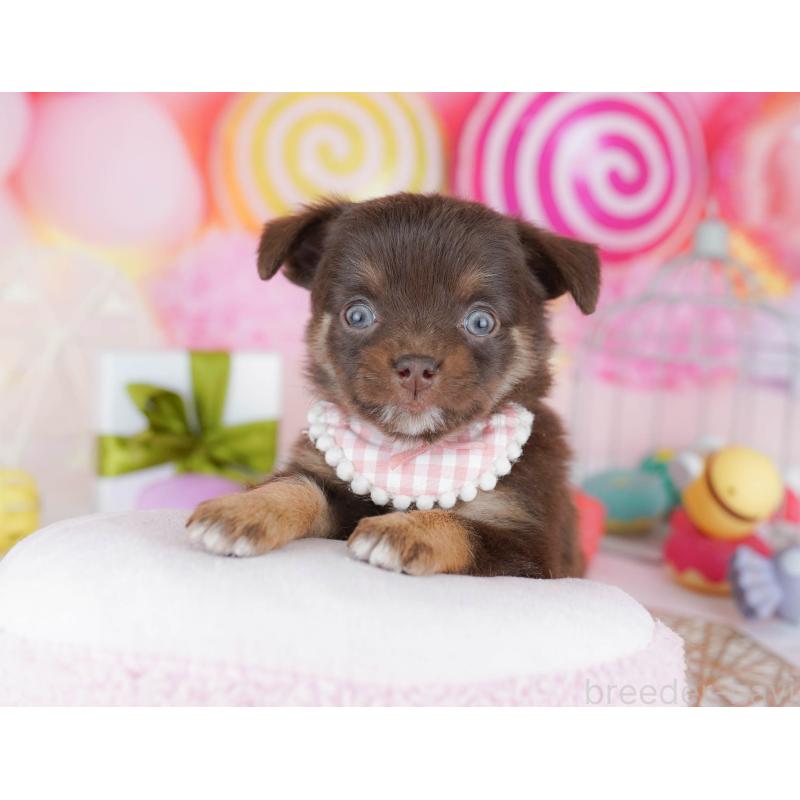 販売中の東京都のチワワ(ロングコート)-454114の4枚目