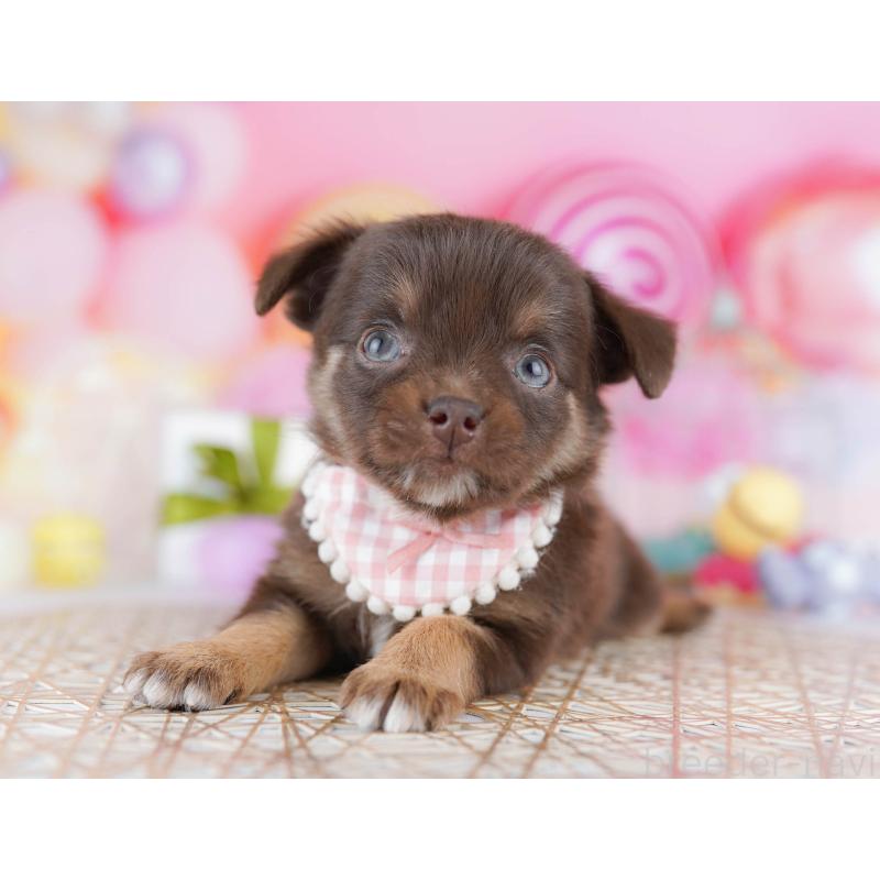 販売中の東京都のチワワ(ロングコート)-454114の3枚目