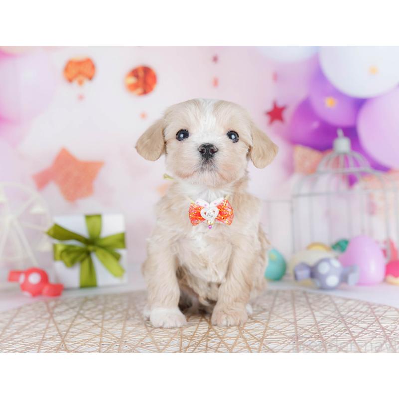 販売中の東京都のマルプー:マルチーズ×トイプードル-454115の6枚目