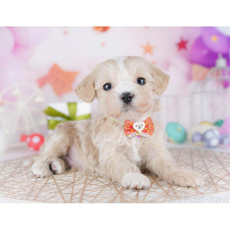 販売中の東京都のマルプー:マルチーズ×トイプードル-454115の5枚目