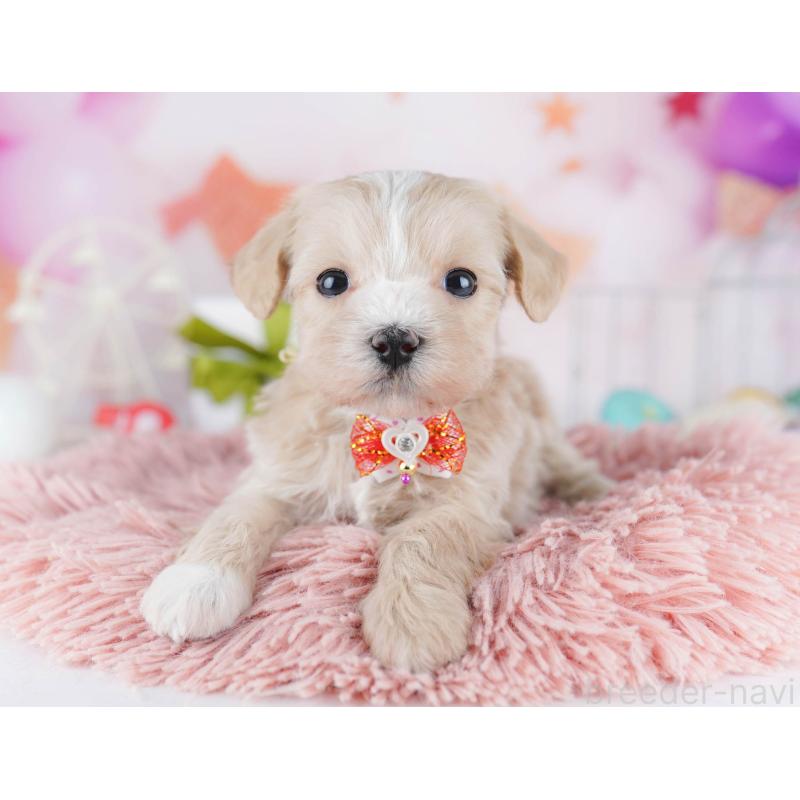 販売中の東京都のマルプー:マルチーズ×トイプードル-454115の4枚目