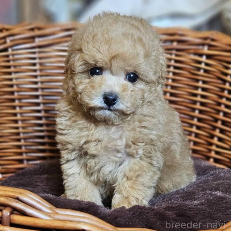 販売中の岐阜県のトイプードル-454116の5枚目